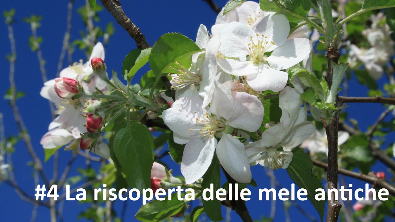 4 La riscoperta delle mele antiche