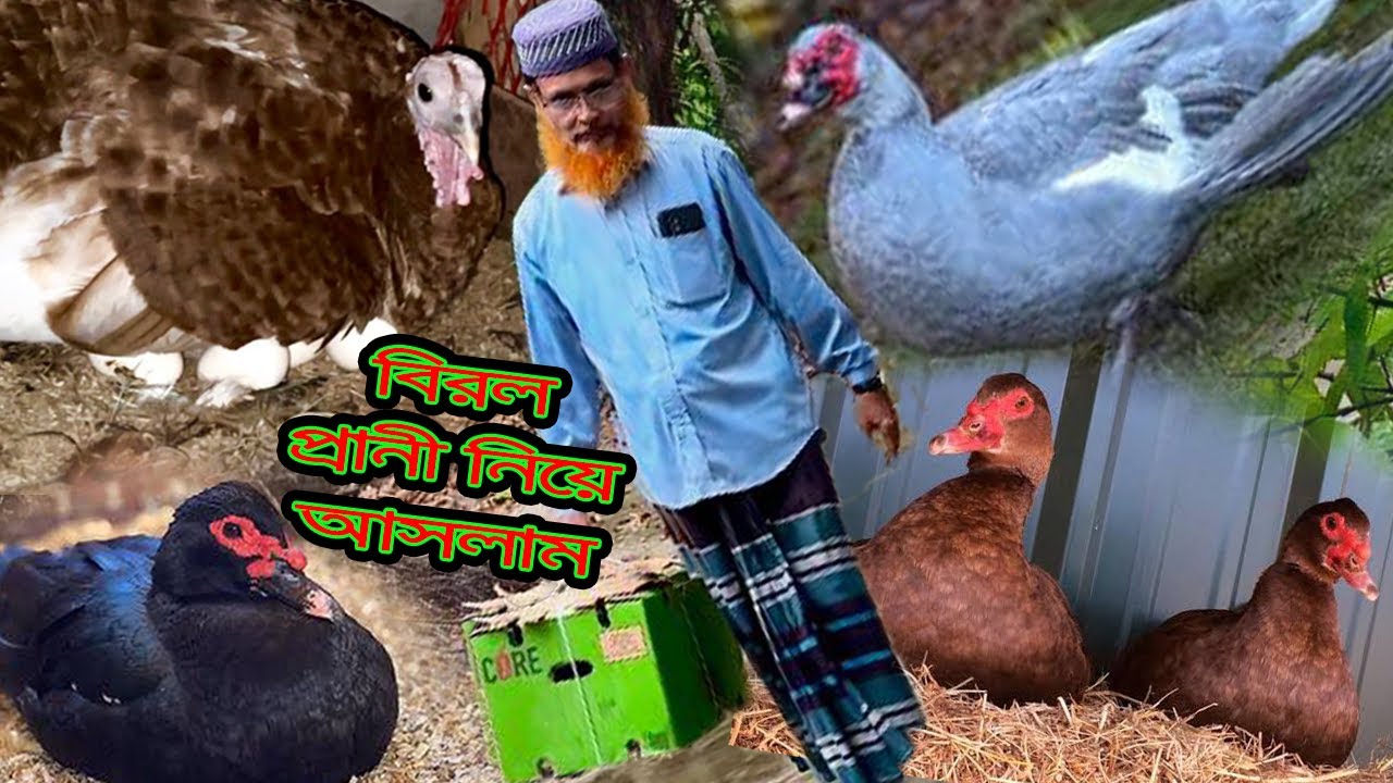 এই প্রথম খামারে নিয়ে আসলাম বিরল হাঁস🧡