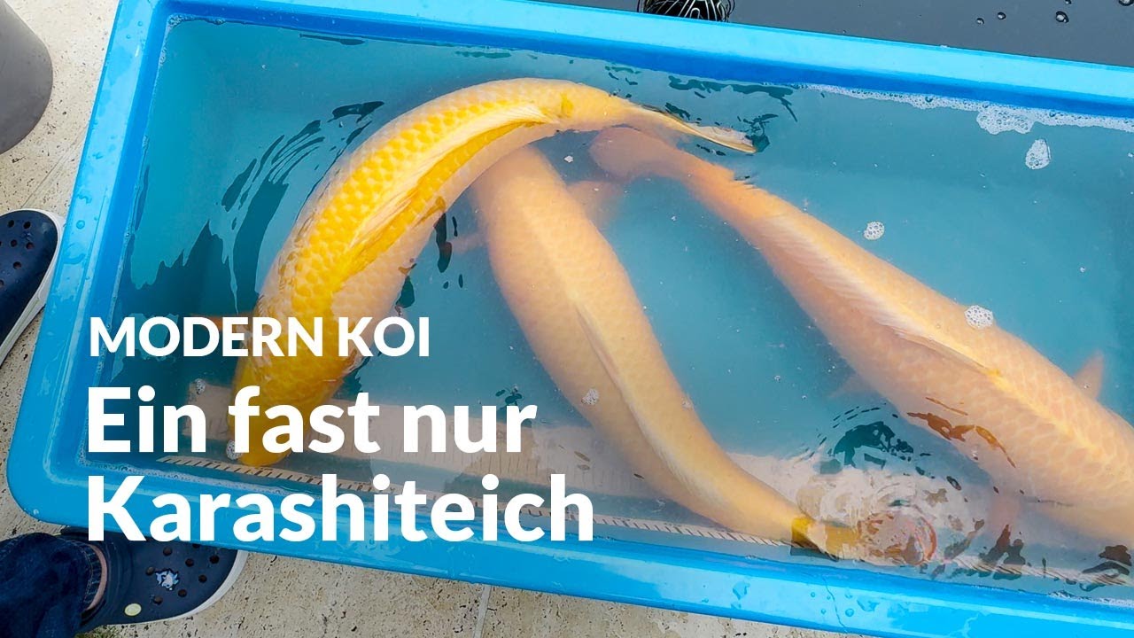 Angelika und Dietmar bekommen ihre drei neuen Karashigoi | Modern Koi Blog #6815