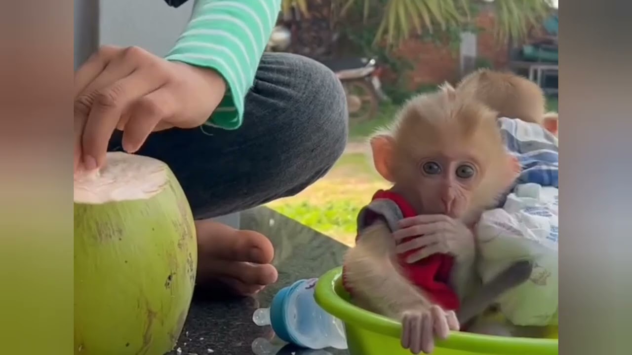 Can I mom Donut request mom to drink coconut#family #funnyanimal #funny #dance 