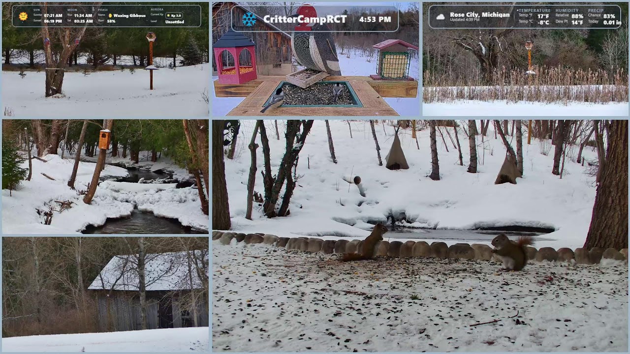 🌲 Who Shows Up Today? 👀 LIVE Michigan Wildlife Cams 🦌