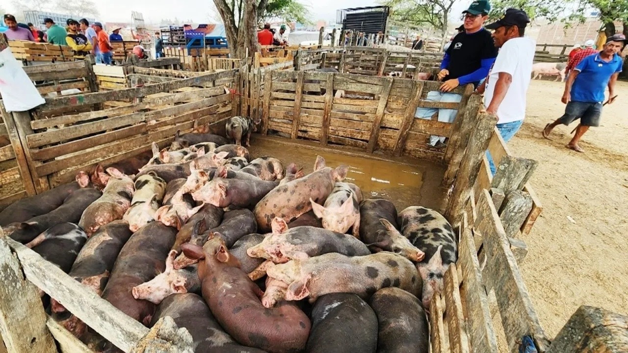 FEIRA DE SUÍNOS EM CACHOEIRINHA-PE  19-03-2026  #nordeste