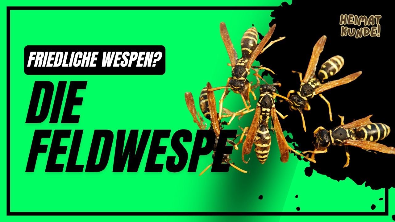 Heimatkunde: Die Feldwespe