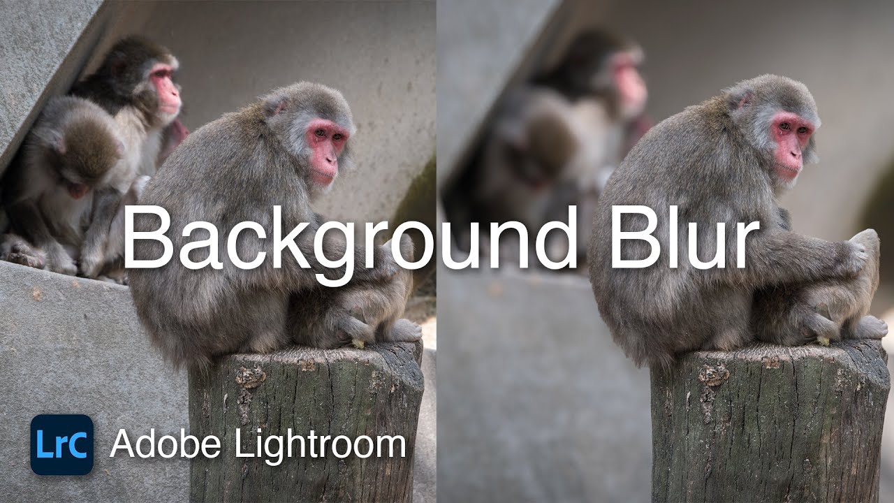 How To Blur the Background in Lightroom