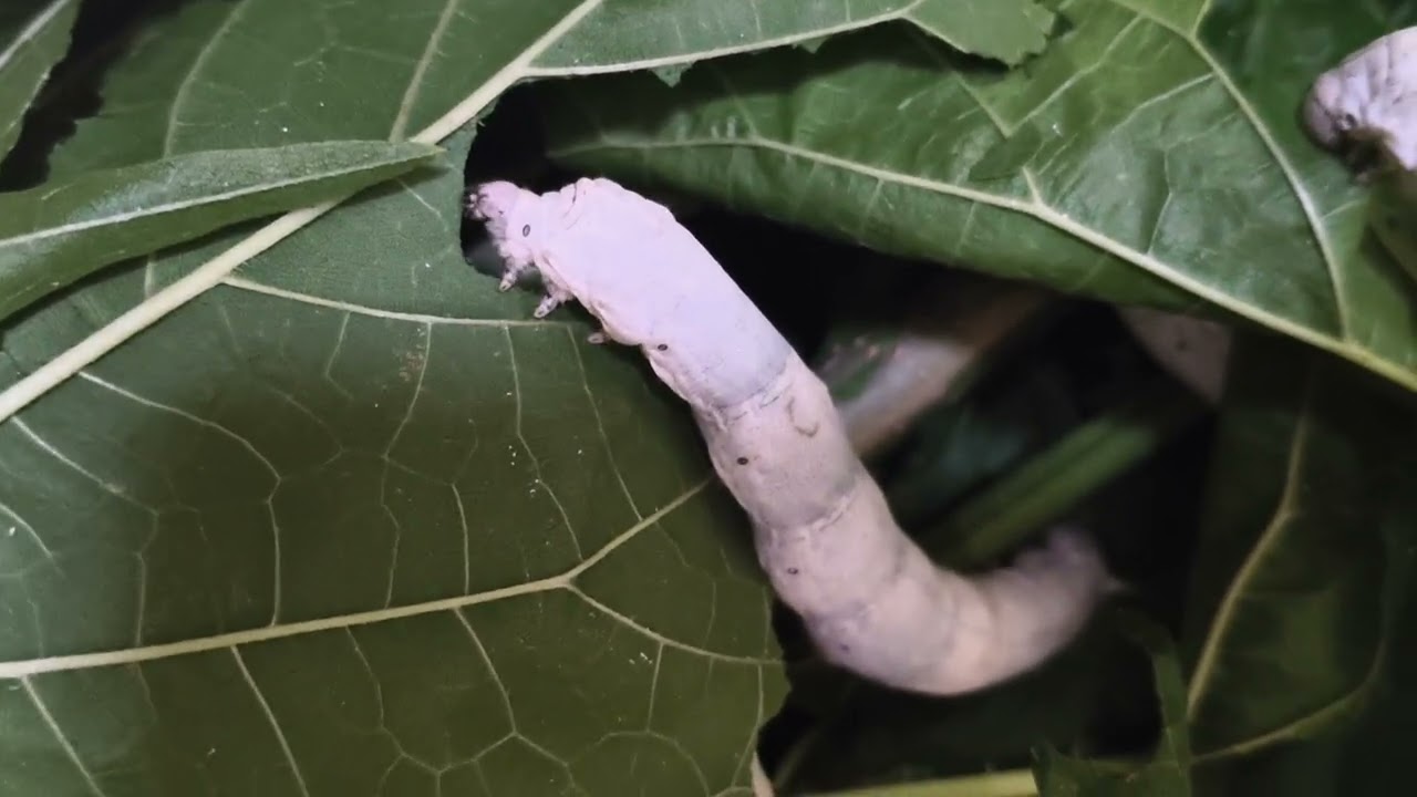 Silk forming