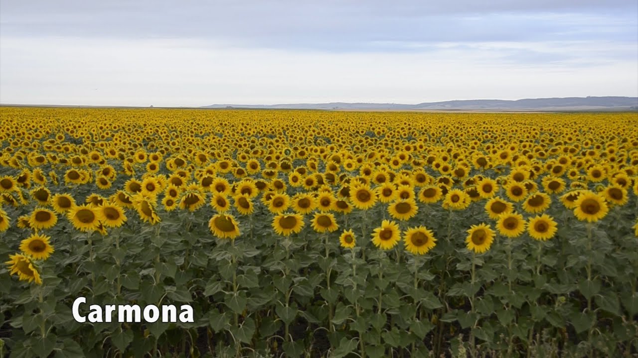 Girasoles en Carmona, Lucero de Europa
