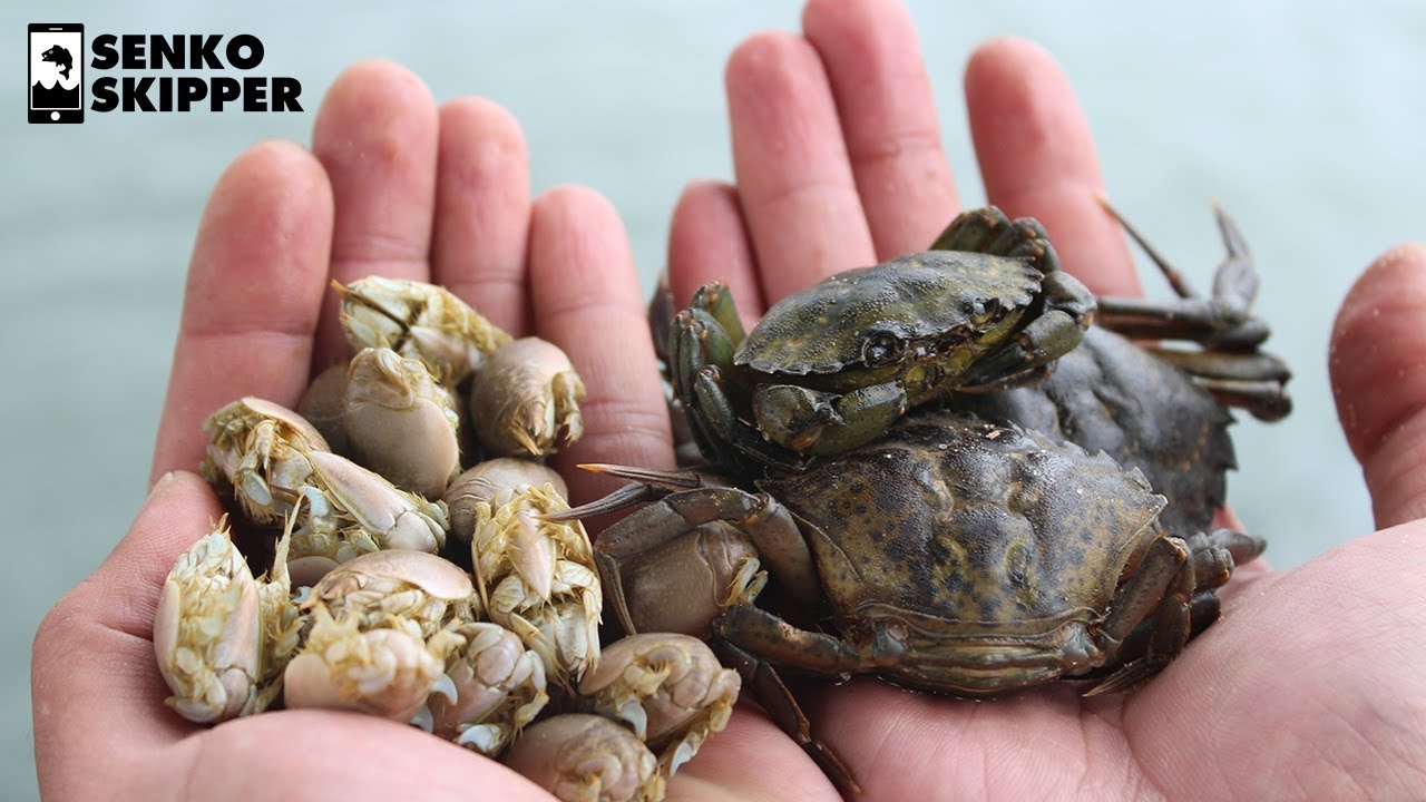 Sand Fleas VS Green Crab: Which is the Best Fishing Bait?