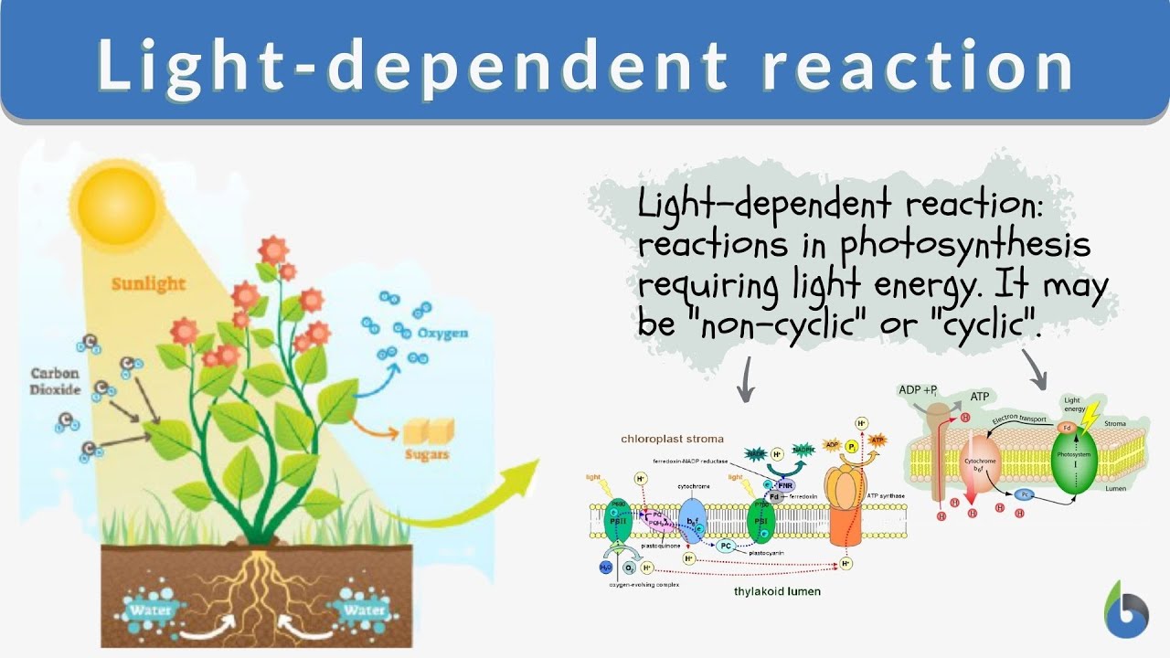 Light-Dependent Reactions Music Video - Period: #2