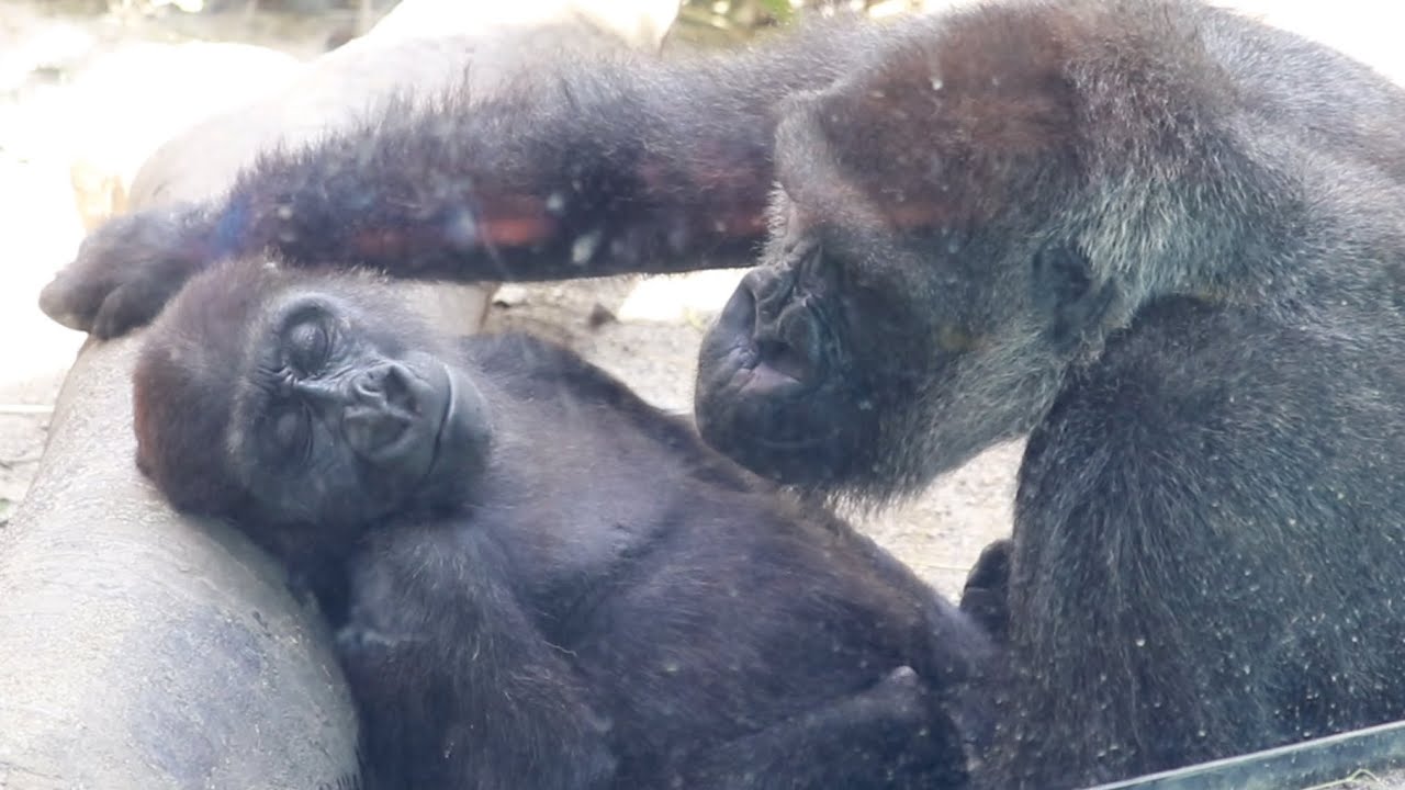 子ゴリラを寝かしつけ、守るようにずっと寄り添う母ゲンキ⭐️Gorilla【京都市動物園】Genki put her son to sleep and snuggled up to him.