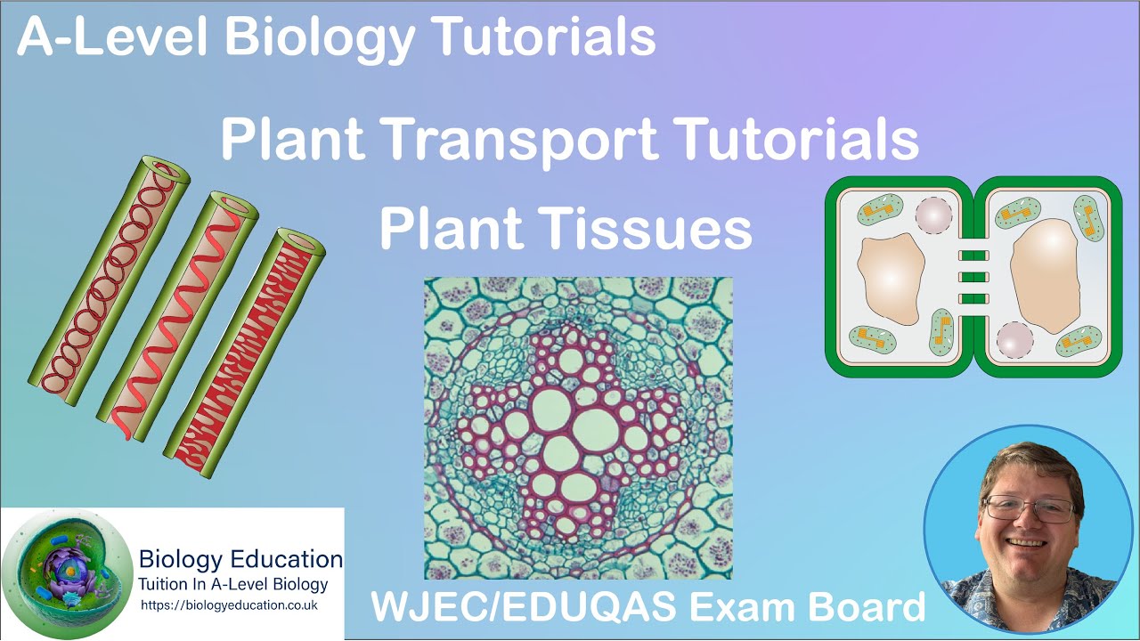 Plant tissues Tutorial.  Xylem tissue and vascular bundle of root and stem.  AS Biology WJEC EDUQAS