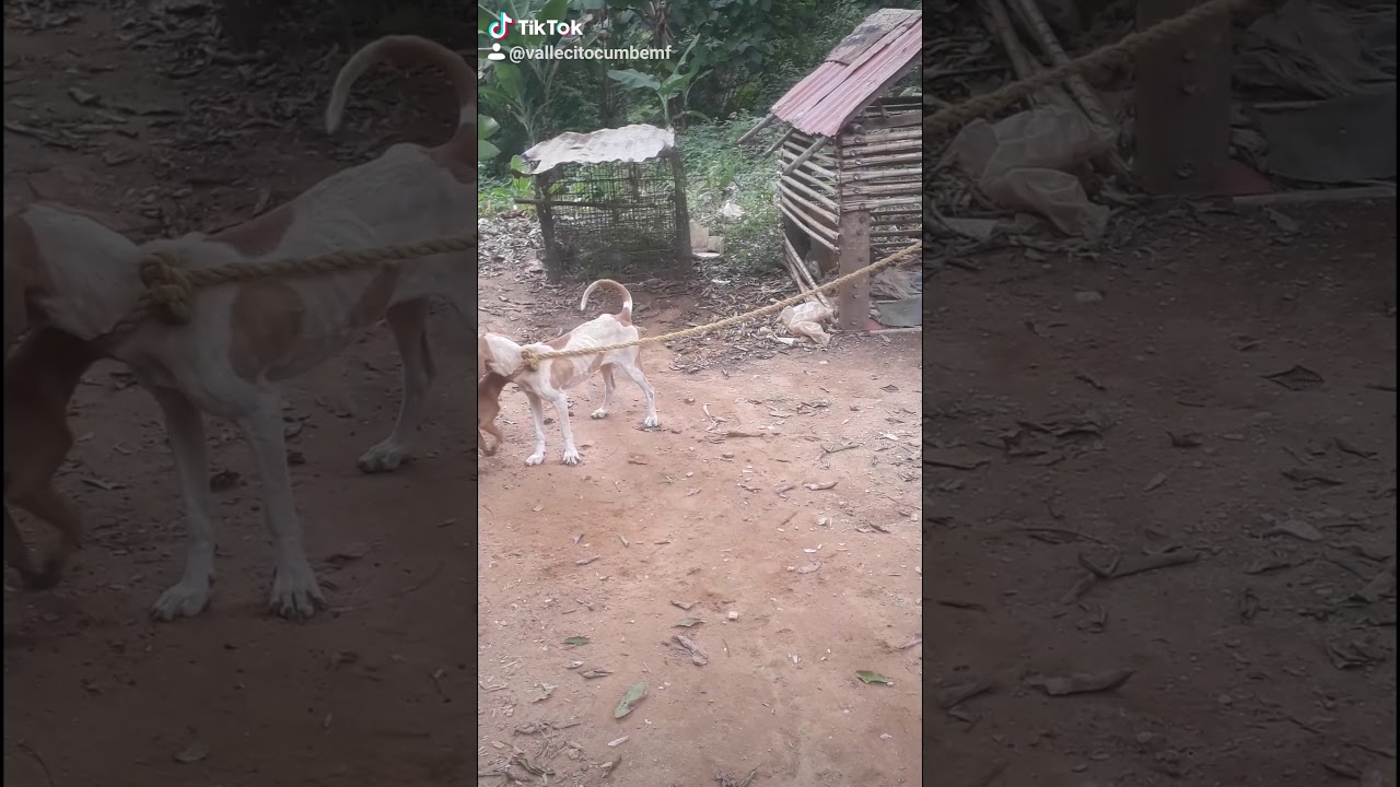 perros peque&ntilde;os y Perra grande liga