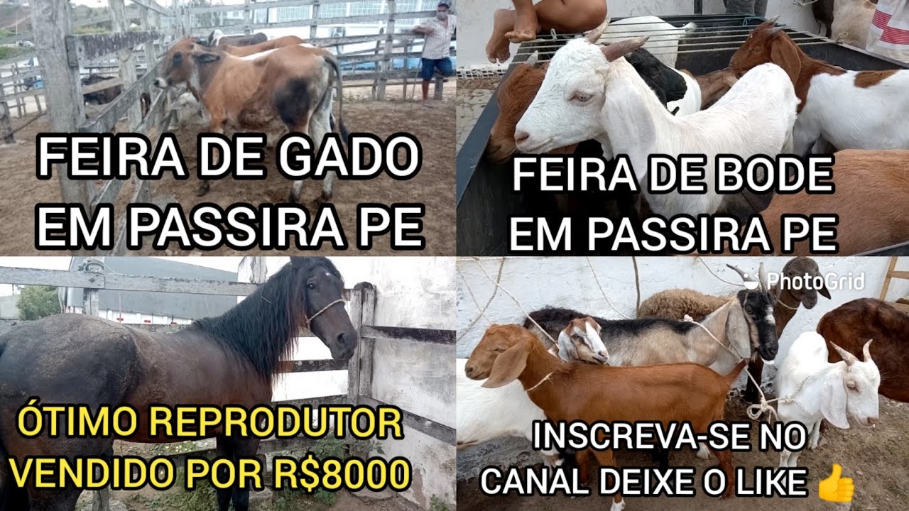 FEIRA DE GADO, BODE, CAVALO, OVELHA E ENTRE OUTROS ANIMAIS PASSIRA PE