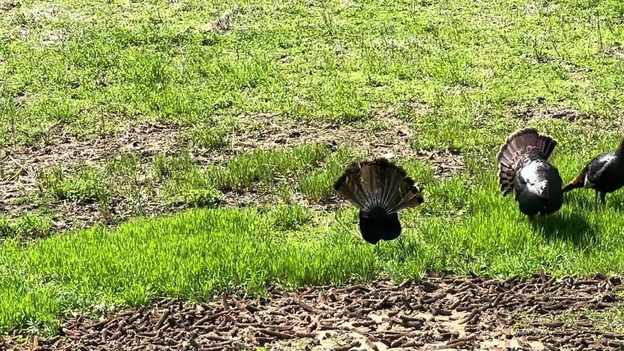 WAO  25 KY TURKEY SEASON 1ST SIT OF MY ROOKIE ATTEMPTS 