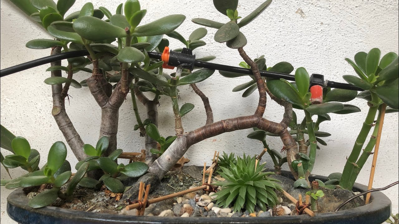 Succulente Crassula Jade penjin Miniature park