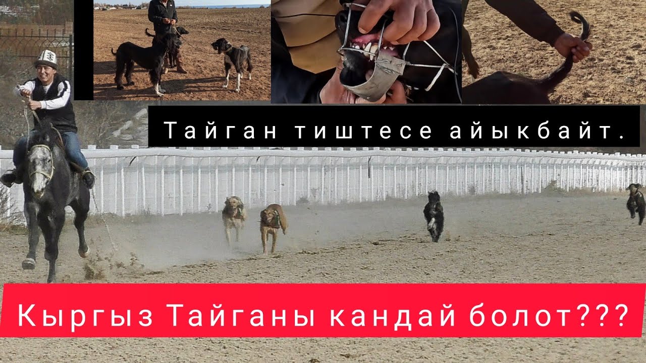 Кыргыз Тайган кандай болот???