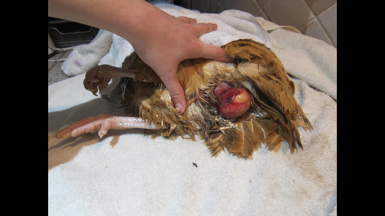 Fixing/treating a chicken prolapse vent & removing a bound egg