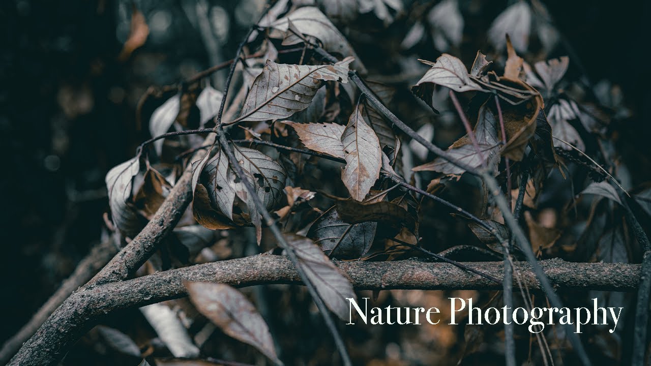 Relaxing of POV Nature Photography [2/2]