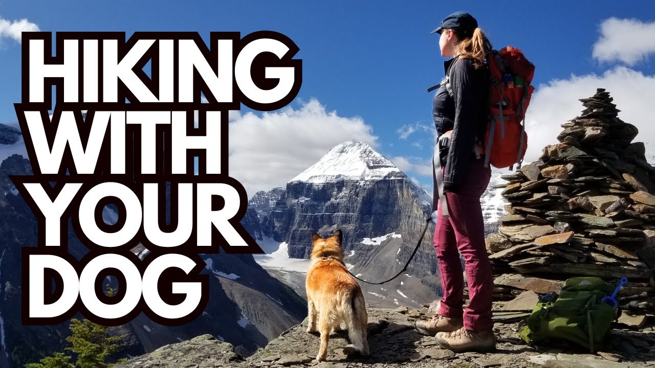 Hiking With Your Dog: 12 Tips to Keep Hikes Fun and Safe