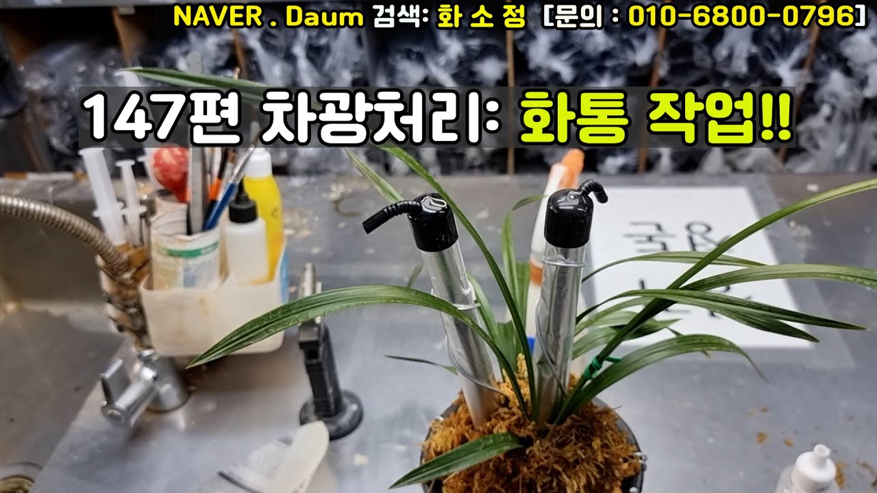 제147편 차광처리[화통작업][난초,좋은난,건강한난,화소정,힐링,취미,한국춘란,춘란판매,난초배양,난초물주기,난병해,무료,나눔,신지식인,튼튼한난,명명품,춘란,난분갈이,도시농업,귀농]