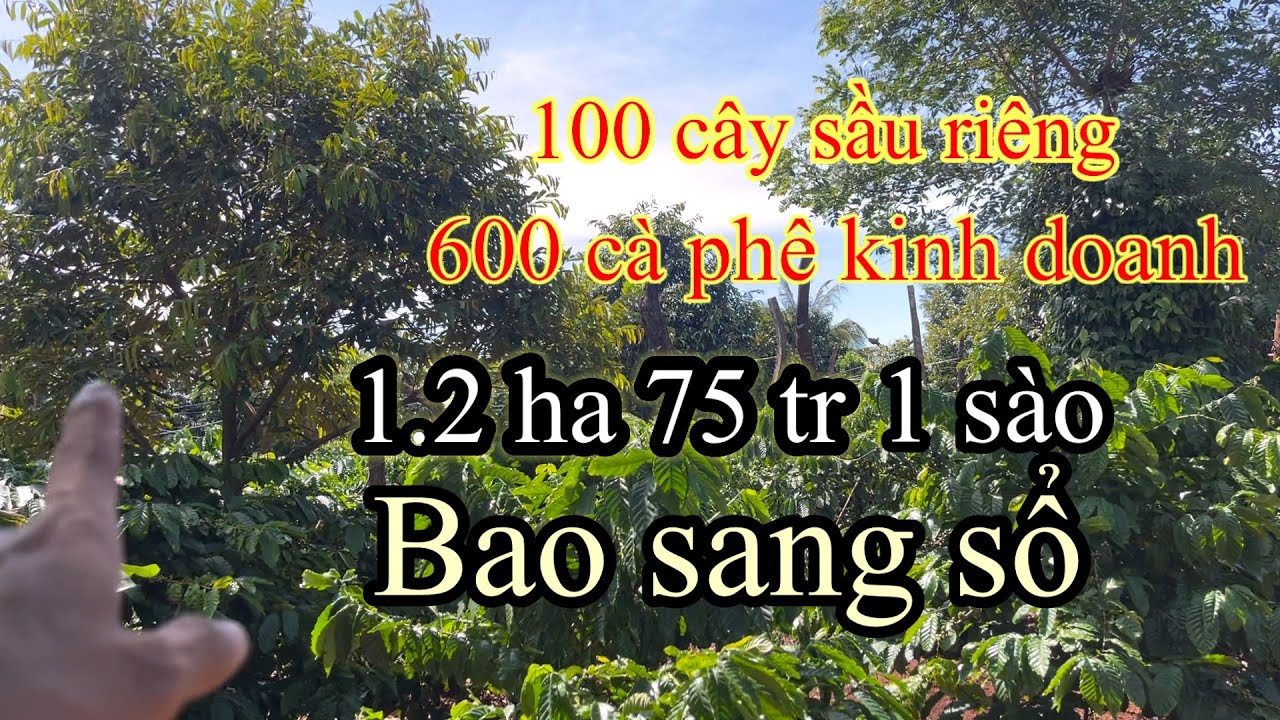 Cần bán 1,2 ha sầu riêng xen cà phê đất đỏ giá 75tr 1 sào tại chư sê(Đã bán)