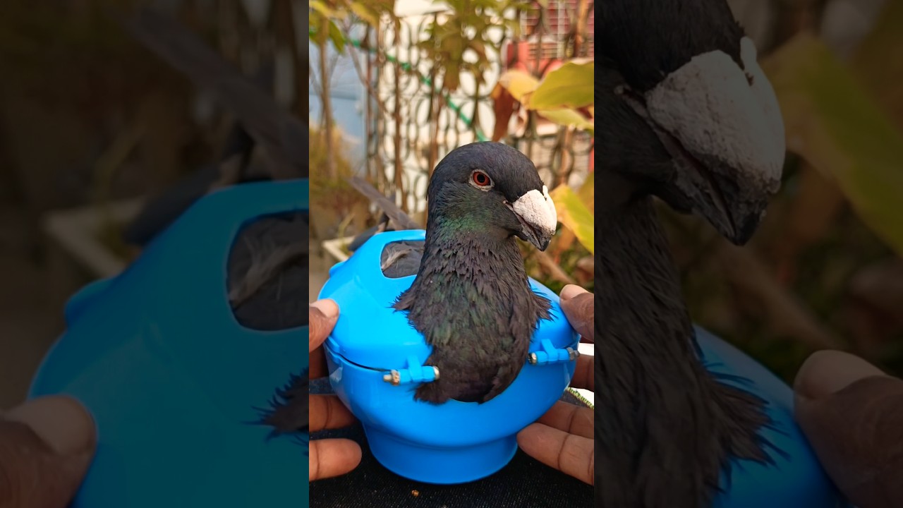 Pigeon treatment 1601 