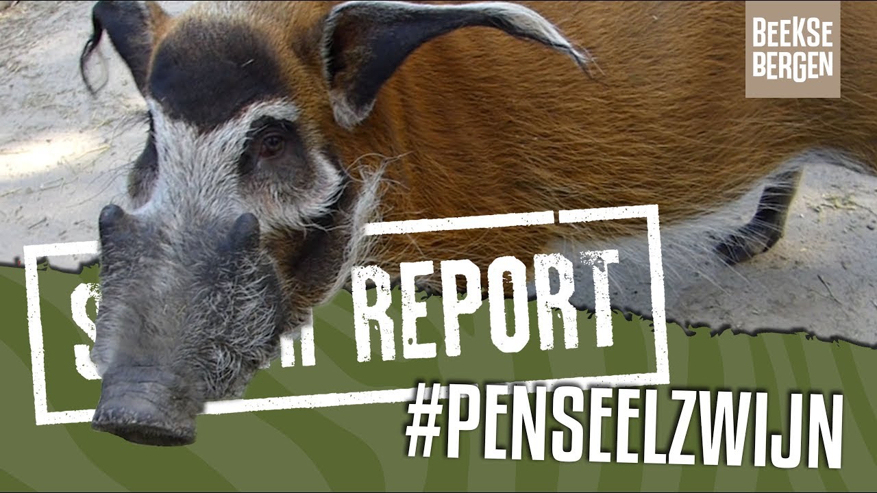 SAFARI REPORT | #112 PENSEELZWIJN