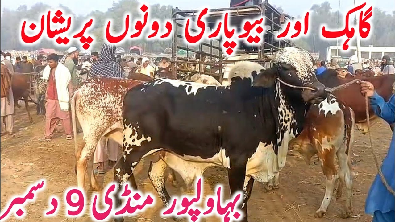 Bahawalpur Cow Mandi | Cholistani Sahiwal & Brahman Bachre Bachrian | Best Qurbani Cattle 2025