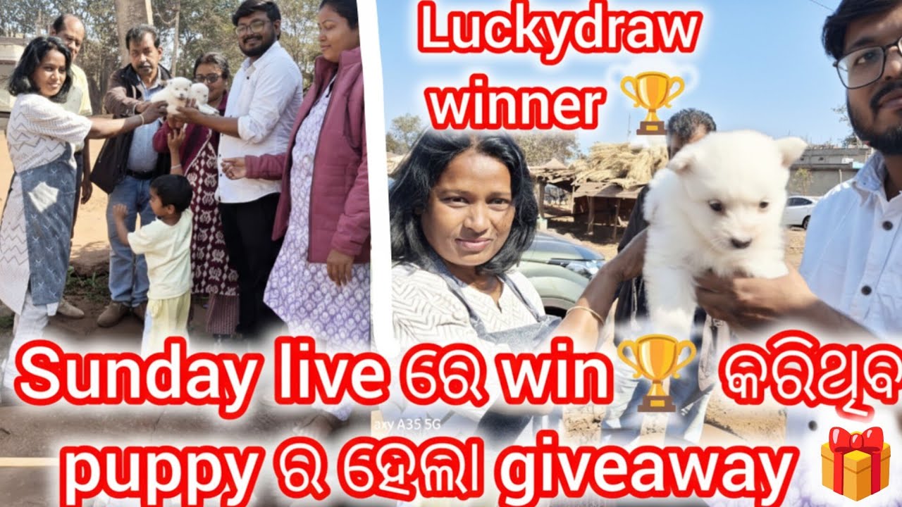 Giveaway ହେଇଗଲା  ଆଜି //ରାସ୍ତା କଡରେ ଛୁଆ ଦେଇ ଦେଲା  germanspitz