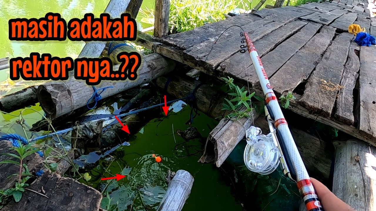 MASIH ADAKAH ⁉️CEK SARANG REKTOR NAHOL || mancing ikan red devil NAHOL MANIA