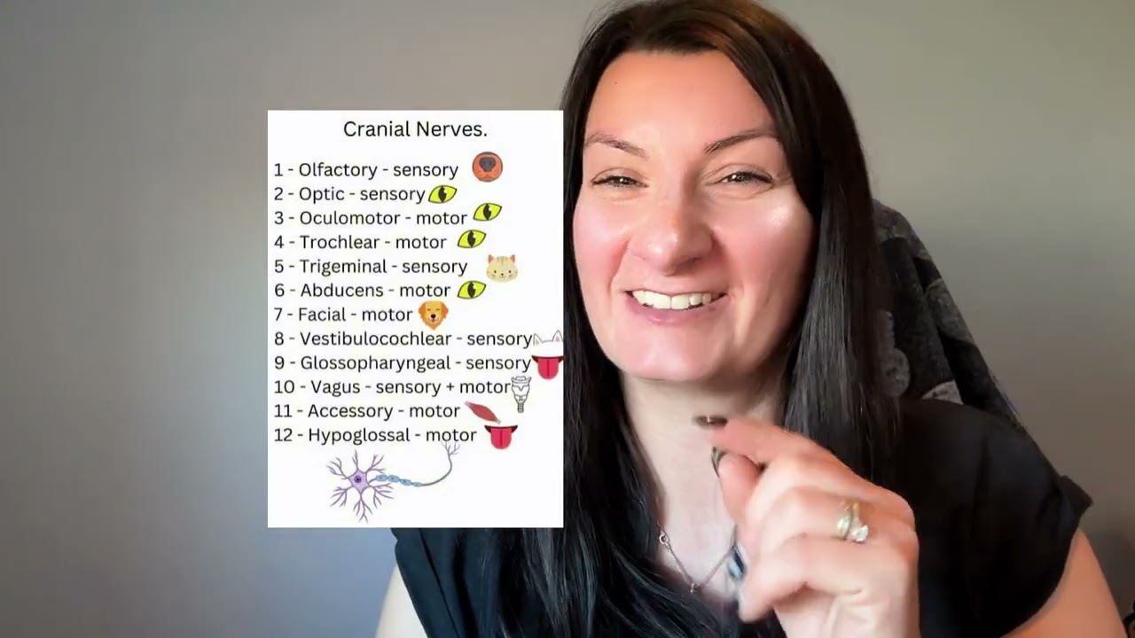 Laser focussed Anatomy: Part one - Overview of the head anatomy 
