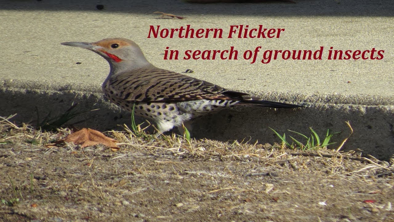Northern Flicker Woodpecker ~ Flicker Male & Female ~ Nature Shared