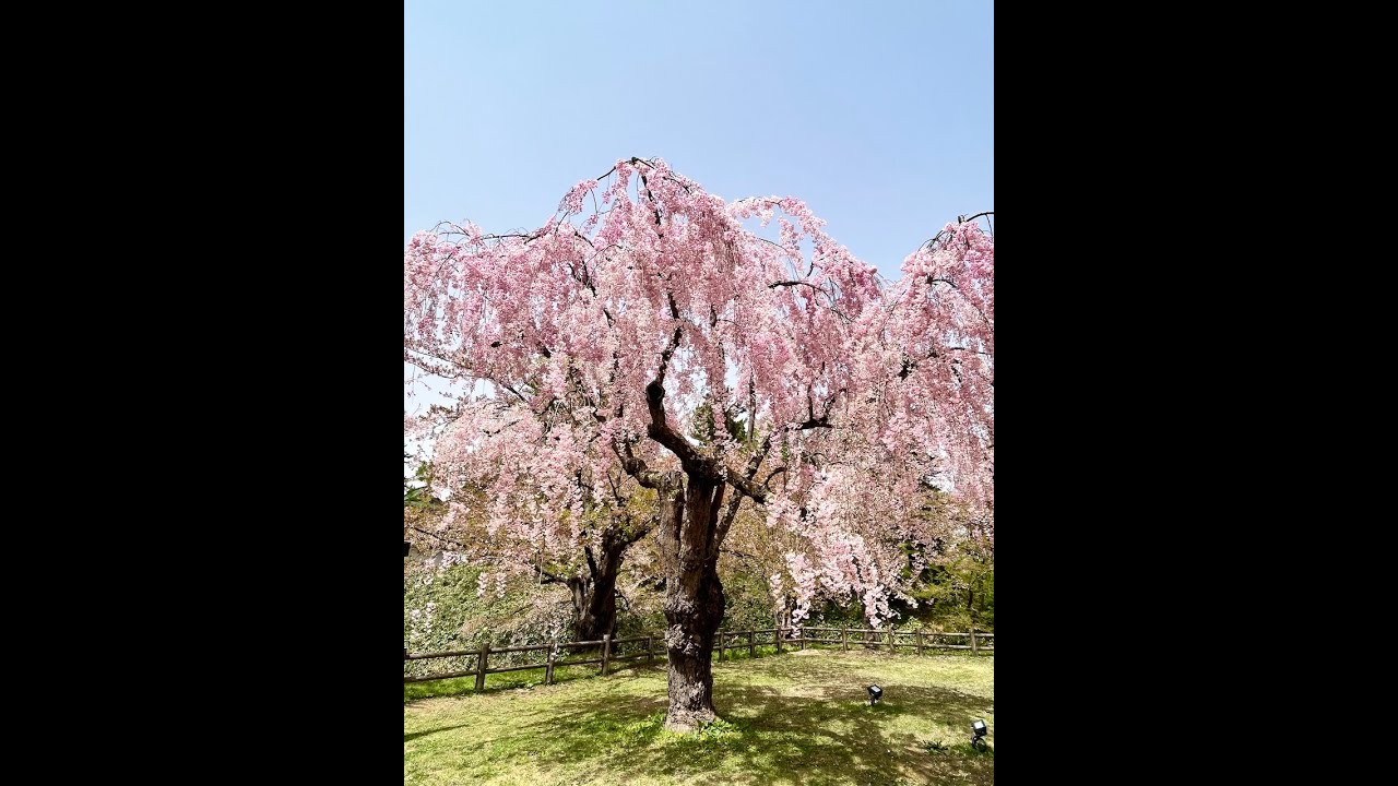 Westerdam Cruise thru Japan 2023
