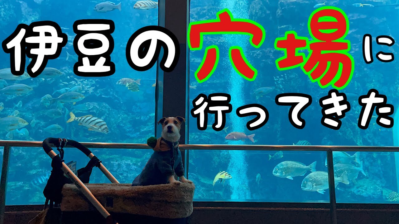 伊豆旅#5 伊豆の穴場　下田巡りをしてきた