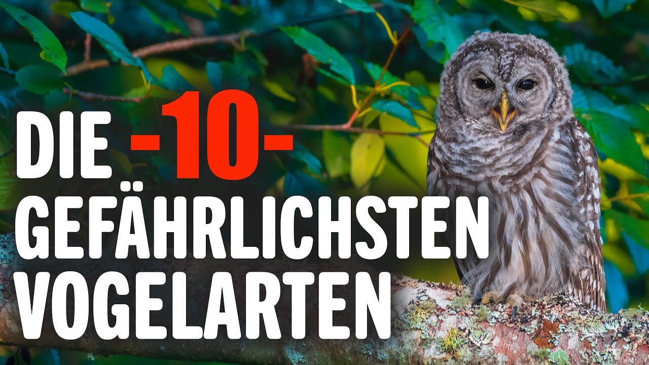 Die 10 Gef&auml;hrlichsten Vogelarten | Tierwelt