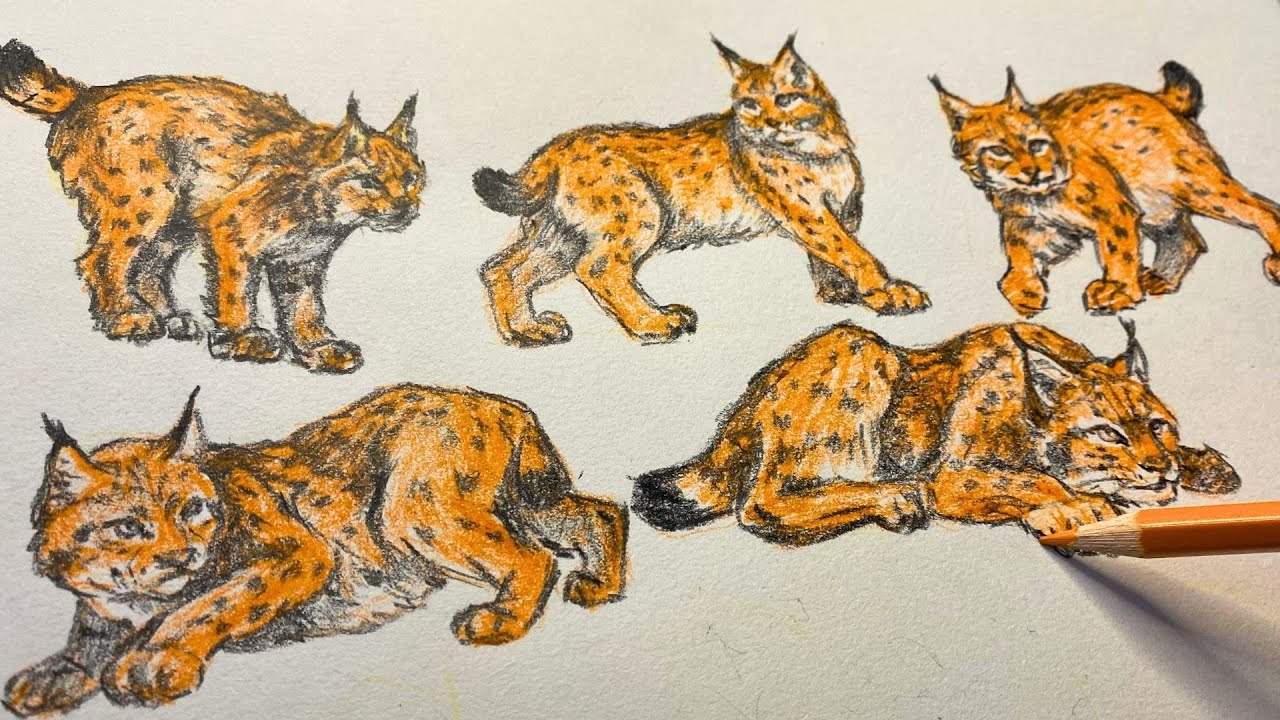ASMR Two-Pencil Drawing of a Lynx | Dynamic Animal Sketch