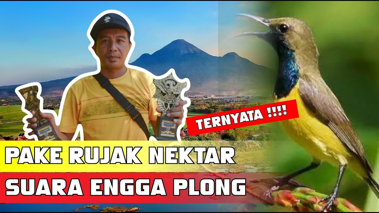 TERNYATA ini alasannya RUJAK NEKTAR bikin suara sogon engga plong suara sogon tidak plong By HoBi ID