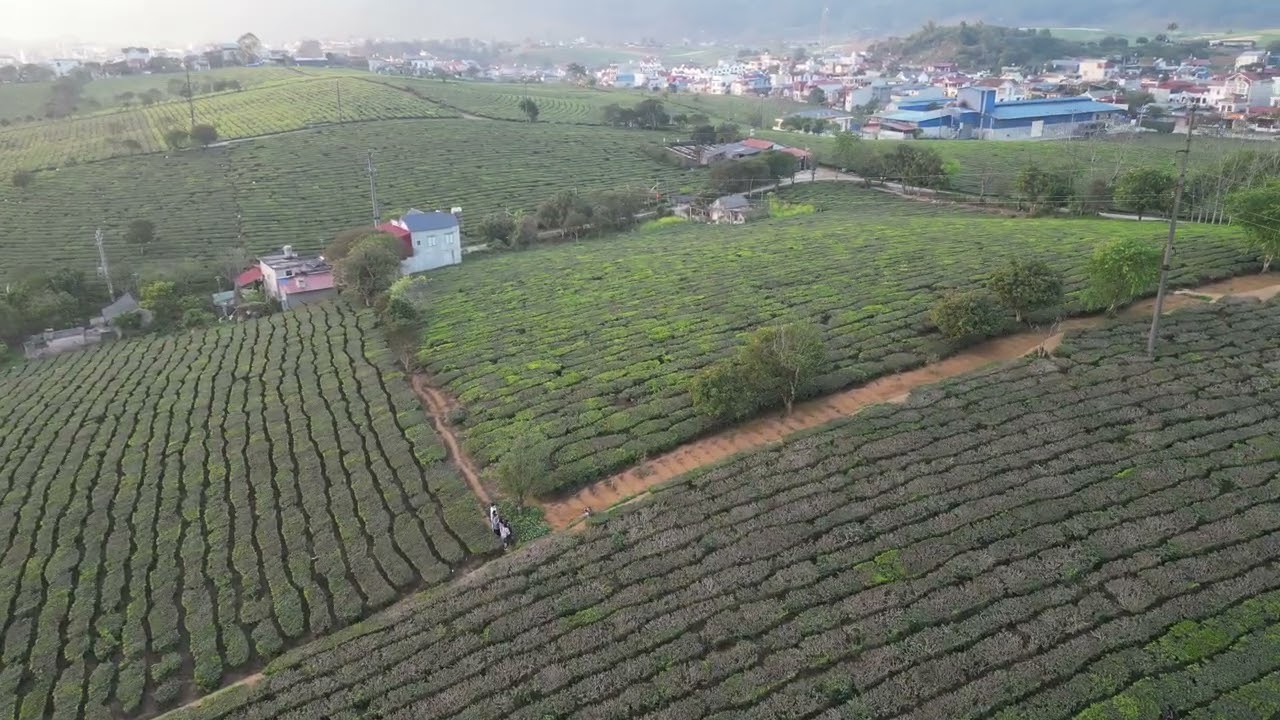 Đồi chè Mộc Châu