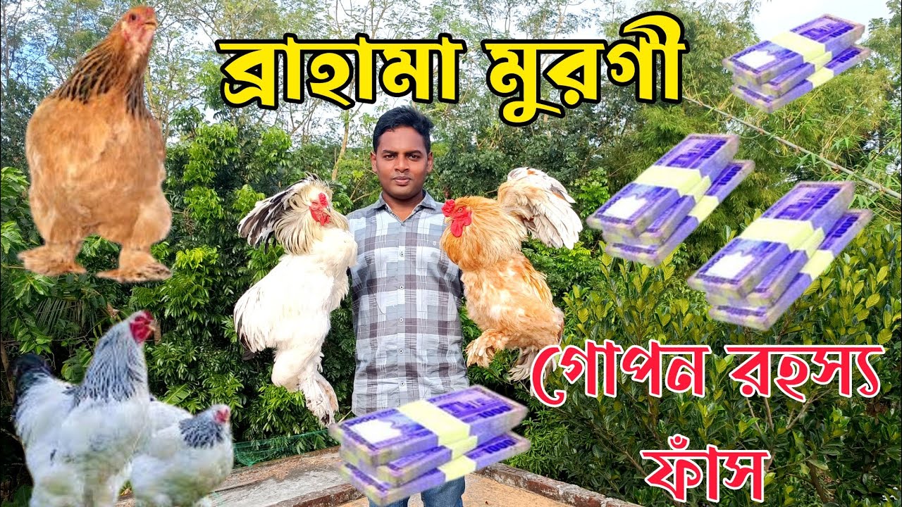 ব্রাহামা মুরগি লালন পালন পদ্ধতি | ব্রাহামা মুরগি কোথায় বিক্রি করবেন | ব্রাহামা মুরগির বাচ্চার দাম কত