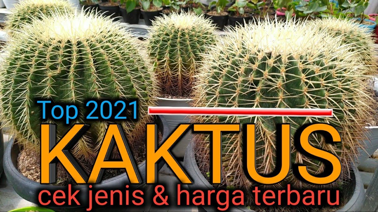 Top 2021, Cek Jenis dan Harga Kaktus | omded jalan jalan #39