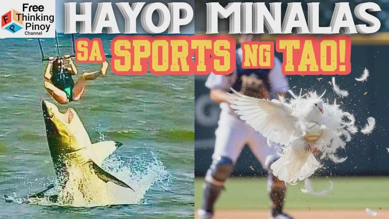 COMPILATION Hayop nakiGULO sa Sporting Events | Animals Interrupting sporting games