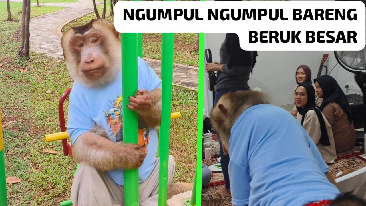 BERUK MONYONG IKUT NGUMPUL BARENG ANAK KAMPUS ‼️
