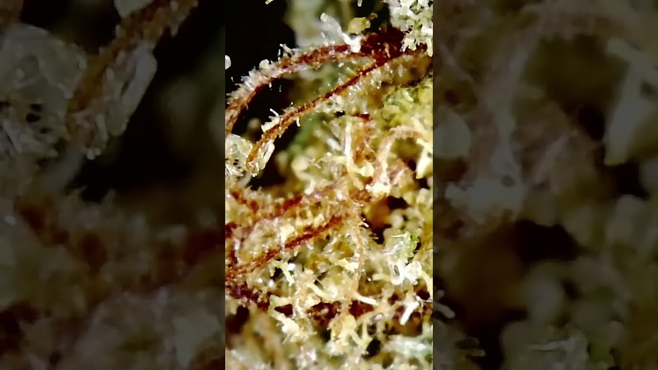 🔬🌳Heyday flighh 23/1 aka Cakes n Cream | 420-MedicineMan | Med.Cannabis #420Microscope