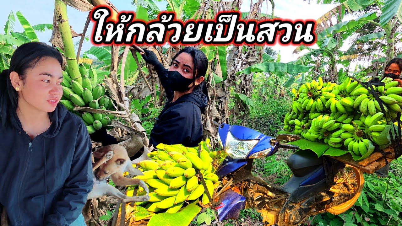 บุกสวนกล้วย น้ำใจของน้องกองมี งามเหลือล้น 24 กุมภาพันธ์ ค.ศ. 2026