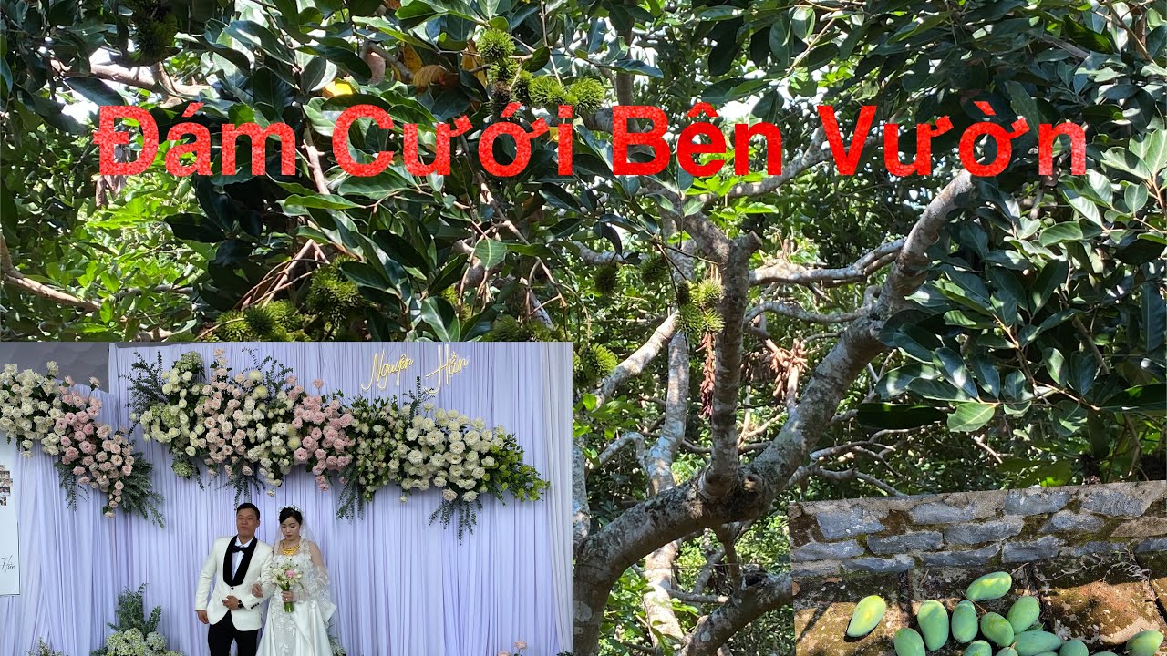 Đi Đám Cưới Bên Vườn. Ra Vườn Hái Trái Cây.