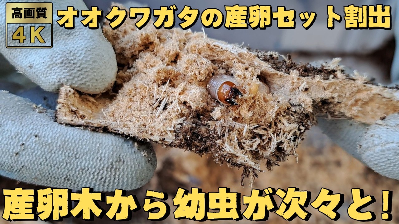 オオクワガタの産卵セット割出 産卵木から幼虫が次々と出てくる！