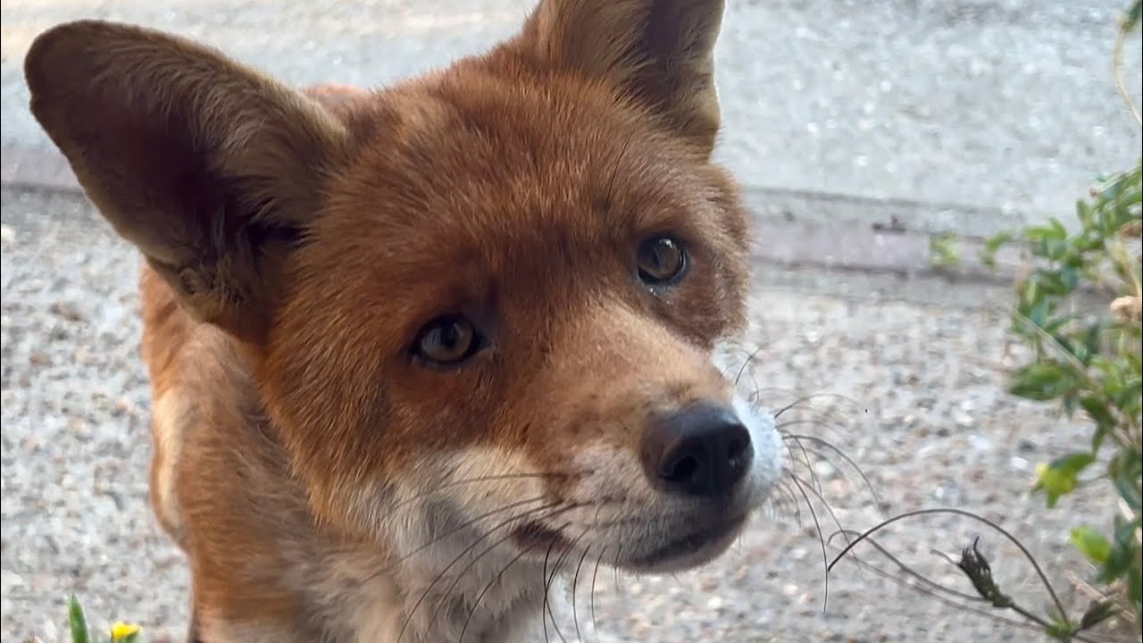 The Urban Foxes: 27/06/25 - 21/07/25 @permvw 