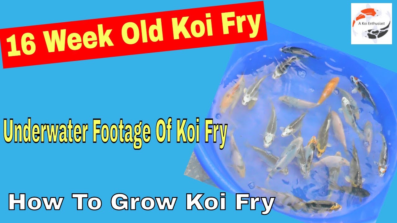 Koi Fry Growing Video - 16 Week Old Koi Fry - Underwater Footage of Koi Fry - How To Grow Koi Fry
