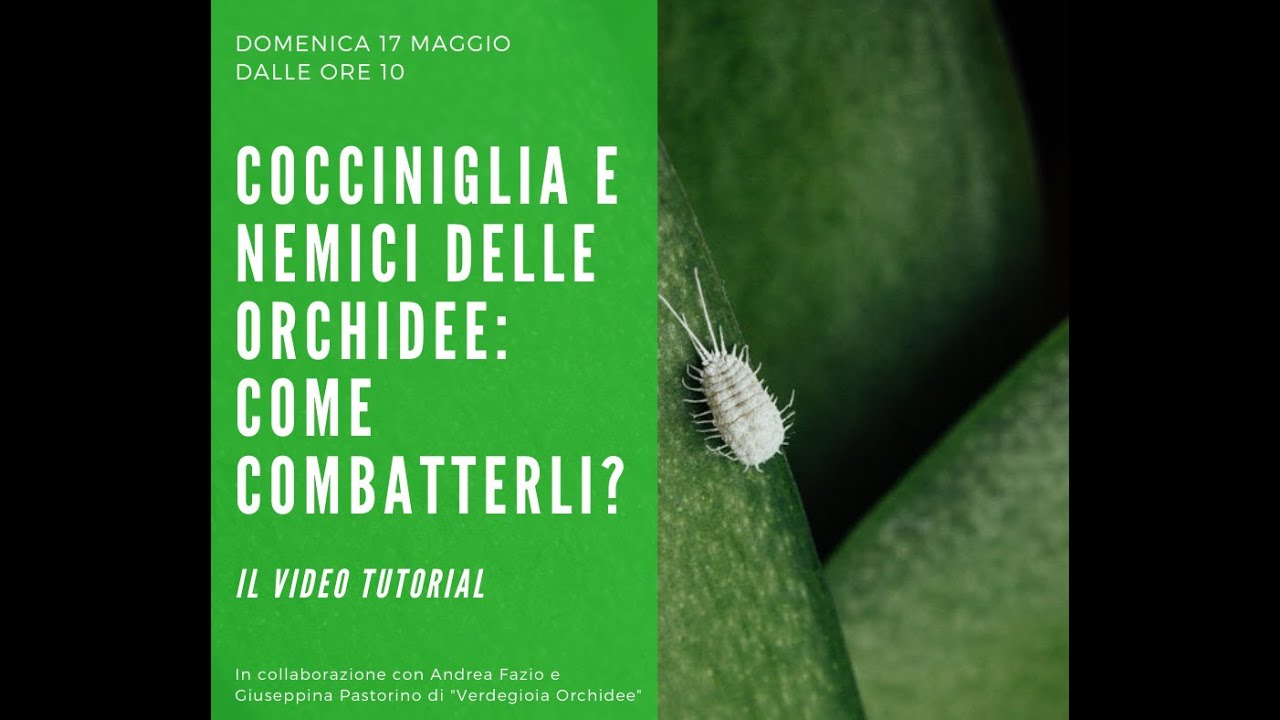 COME ELIMINARE LA COCCINIGLIA E GLI AFIDI DALLE ORCHIDEE? SCOPRITELO QUI!