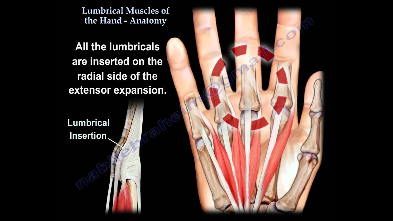 Lumbrical Muscles Of The Hand Anatomy - Everything You Need To Know - Dr. Nabil Ebraheim