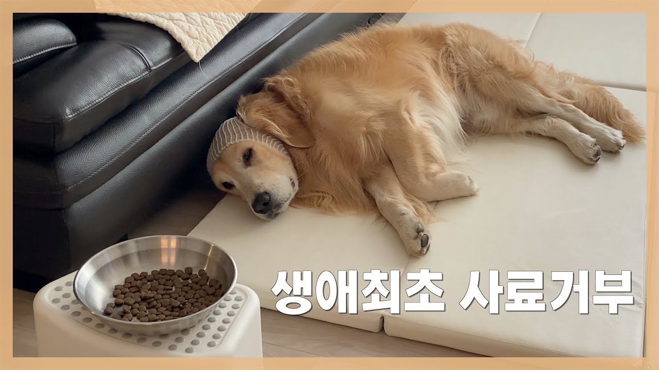 더 이상 주인을 믿지 못해 밥을 거부하는 리트리버 [Eng Sub]